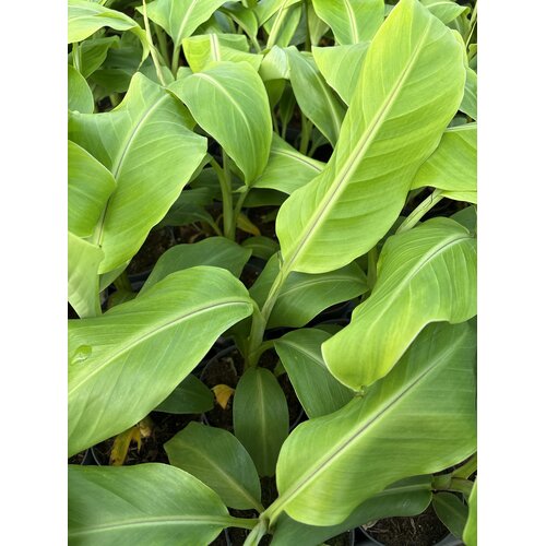 Bananen-bananas Musa griersonii - Bhutanese banana