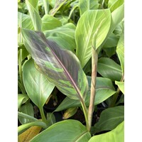 Bananen-bananas Musa griersonii - Bhutanese banana