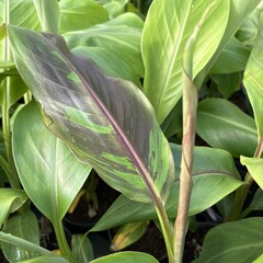 Bananen-bananas Musa griersonii - Bhutanese banana - Purple-leaved banana