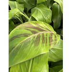 Bananen-bananas Musa griersonii - Bhutaanse banaan