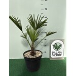 Palmbomen-palms Trachycarpus wagnerianus - Wagner palm