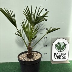 Palmbomen-palms Trachycarpus wagnerianus - Wagner palm