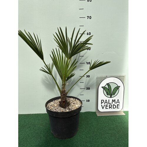 Palmbomen-palms Trachycarpus wagnerianus - Wagner palm