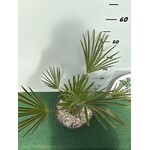 Palmbomen-palms Trachycarpus wagnerianus - Wagnerpalm