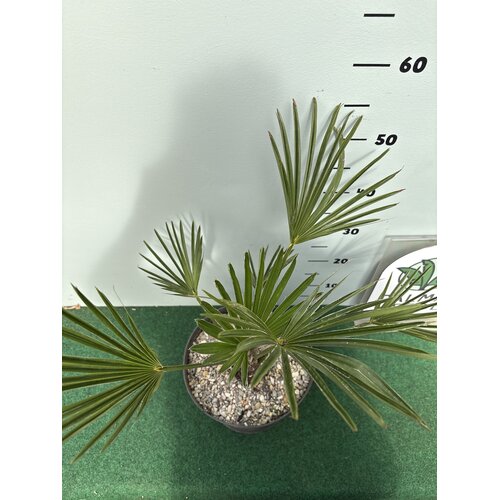 Palmbomen-palms Trachycarpus wagnerianus - Wagner palm