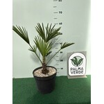 Palmbomen-palms Trachycarpus wagnerianus - Wagnerpalm