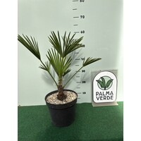 Palmbomen-palms Trachycarpus wagnerianus - Palmier de Wagner