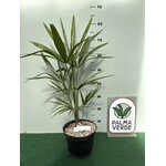 Palmbomen-palms Trachycarpus fortunei "Darjeeling" - Darjeeling Palm