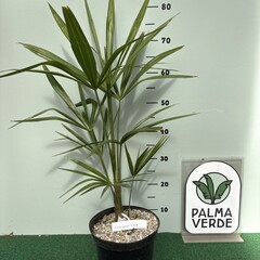 Palmbomen-palms Trachycarpus fortunei "Darjeeling" - Palmier de Darjeeling