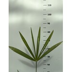 Palmbomen-palms Trachycarpus fortunei "Darjeeling" - Palmier de Darjeeling