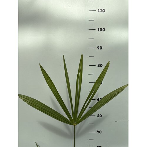 Palmbomen-palms Trachycarpus fortunei "Darjeeling" - Palmier de Darjeeling