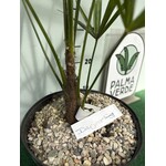 Palmbomen-palms Trachycarpus fortunei "Darjeeling" - Darjeeling Palm