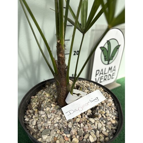 Palmbomen-palms Trachycarpus fortunei "Darjeeling" - Darjeeling Palm
