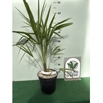 Palmbomen-palms Trachycarpus fortunei "Nainital" - Indiase Palm