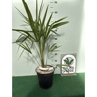 Palmbomen-palms Trachycarpus fortunei « Nainital » - Palmier indien