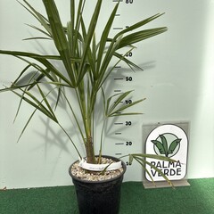 Palmbomen-palms Trachycarpus fortunei « Nainital » - Palmier indien