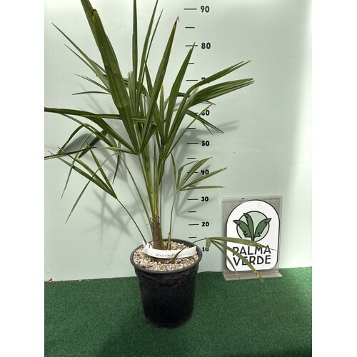 Palmbomen-palms Trachycarpus fortunei « Nainital » - Palmier indien