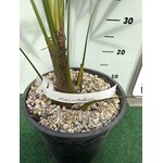 Palmbomen-palms Trachycarpus fortunei "Nainital" - Indiase Palm