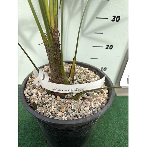 Palmbomen-palms Trachycarpus fortunei "Nainital" - Indiase Palm