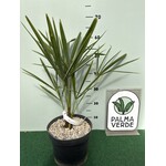 Palmbomen-palms Trachycarpus fortunei "Takagii" - wagnerianus x fortunei