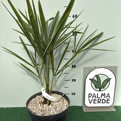 Palmbomen-palms Trachycarpus fortunei "Takagii" - wagnerianus x fortunei