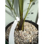 Palmbomen-palms Trachycarpus fortunei "Takagii" - wagnerianus x fortunei