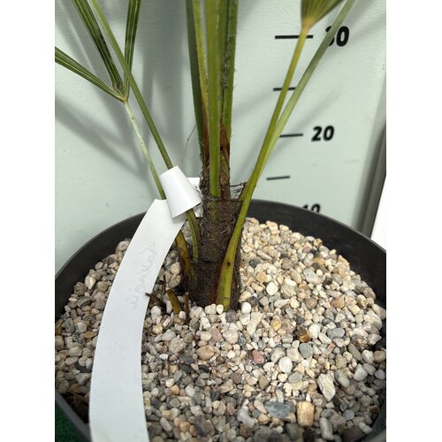 Palmbomen-palms Trachycarpus fortunei "Takagii" - wagnerianus x fortunei