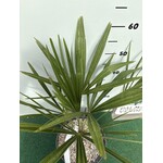 Palmbomen-palms Trachycarpus fortunei "Takagii" - wagnerianus x fortunei