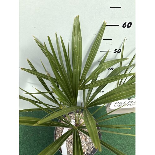 Palmbomen-palms Trachycarpus fortunei "Takagii" - wagnerianus x fortunei
