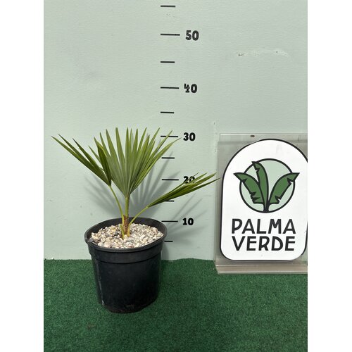 Palmbomen-palms Trachycarpus princeps - Blue silver - Blauwe palm
