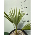 Palmbomen-palms Trachycarpus princeps - Blue silver - Blauwe palm