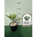 Palmbomen-palms Trachycarpus princeps - Blue silver - Blauwe palm