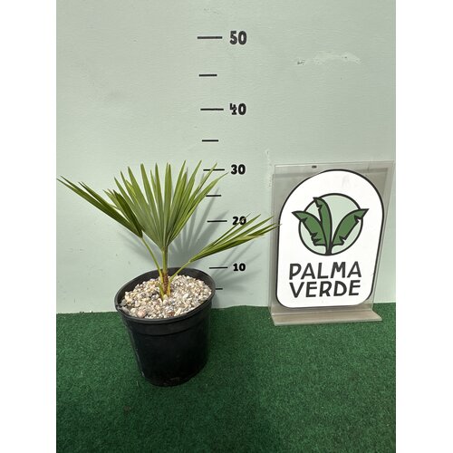 Palmbomen-palms Trachycarpus princeps - Palmier bleu argenté