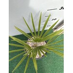 Palmbomen-palms Trachycarpus princeps - Blue silver - Blauwe palm