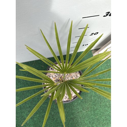 Palmbomen-palms Trachycarpus princeps - Blue silver - Blauwe palm