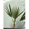 Palmbomen-palms Trachycarpus princeps - Blue silver - Blue palm