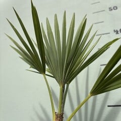 Palmbomen-palms Trachycarpus princeps - Blue silver - Blauwe palm