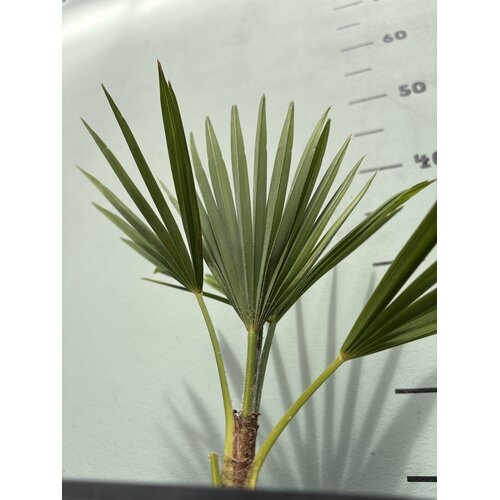 Palmbomen-palms Trachycarpus princeps - Blue silver - Blauwe palm