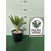 Palmbomen-palms Trachycarpus fortunei x nanus - Dwarf Palm - Creeping Palm