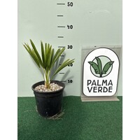 Palmbomen-palms Trachycarpus fortunei x nanus - Dwarf Palm - Creeping Palm