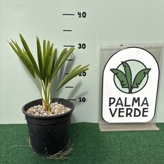 Palmbomen-palms Trachycarpus fortunei x nanus - Dwergpalm - Kruipende Palm