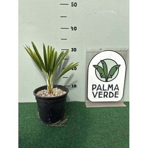 Palmbomen-palms Trachycarpus fortunei x nanus - Dwergpalm - Kruipende Palm