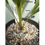 Palmbomen-palms Trachycarpus fortunei x nanus - Dwarf Palm - Creeping Palm