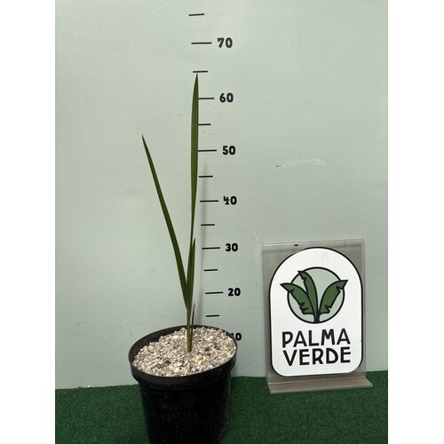 Palmbomen-palms Jubaea chilensis - Chileense wijnpalm