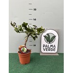 Eetbare tuin-edible garden Citrus hystrix - Combava