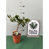 Eetbare tuin-edible garden Citrus hystrix - Djeroek poeroet - Kaffirlime