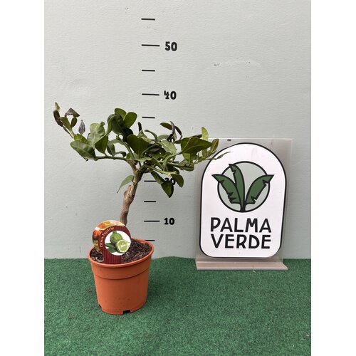 Eetbare tuin-edible garden Citrus hystrix - Combava