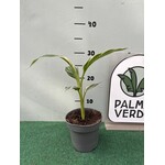 Bananen-bananas Musa nono "Pink Variegated" - Pink variegated Banana