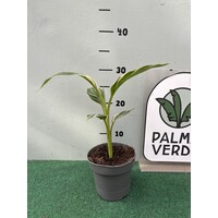 Bananen-bananas Musa nono "Pink Variegated"