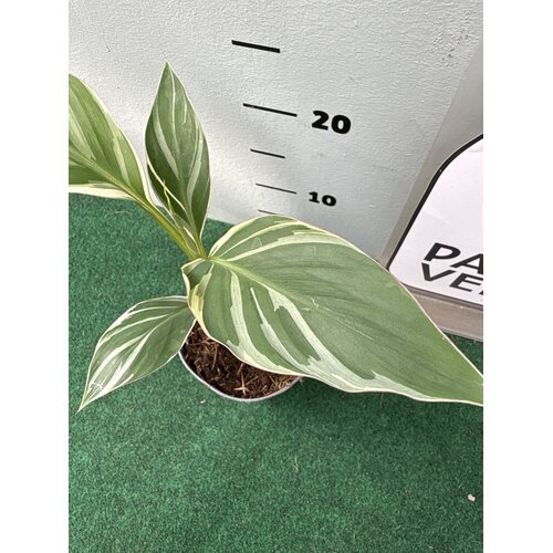 Bananen-bananas Musa nono "Pink Variegated"